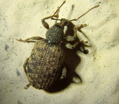 Otiorhynchus parvicollis