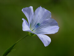 Linum usitatissimum