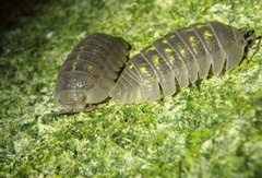 Armadillidium granulatum