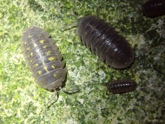 Armadillidium granulatum