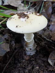 Gemmatae