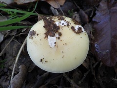 Gemmatae