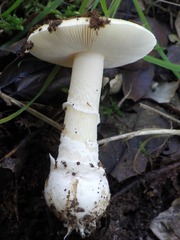 Gemmatae