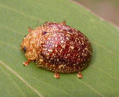 Paropsis variolosa