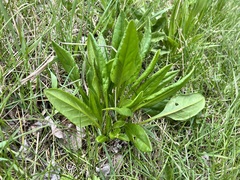 Senecio hydrophiloides