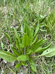 Senecio hydrophiloides