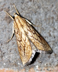 Boeotarcha