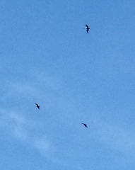 Pelecanus occidentalis