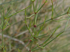 Calligonum polygonoides