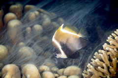 Heniochus varius