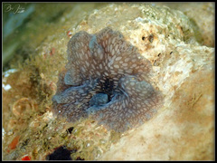 Pericelis