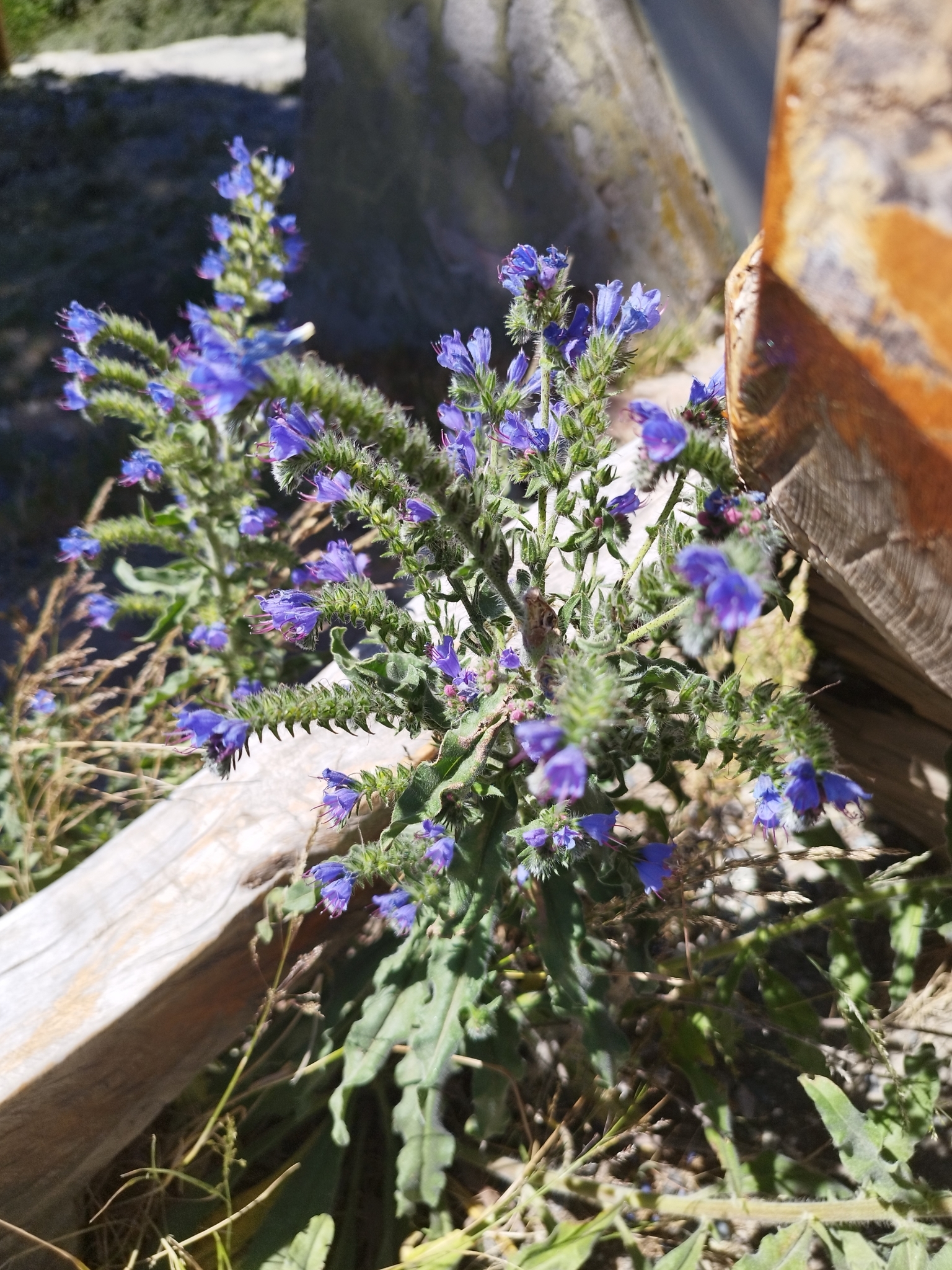 Echium vulgare vulgare