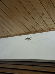 Tarentola mauritanica