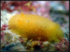 Doriopsis granulosa