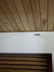 Tarentola mauritanica