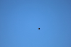 Haliaeetus leucocephalus