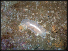 Pericelis
