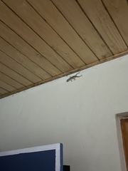 Tarentola mauritanica