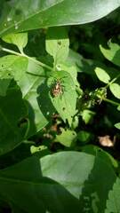 Camptischium