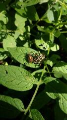 Camptischium