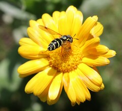 Chrysotoxum festivum