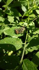 Camptischium