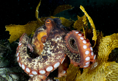 Octopus djinda