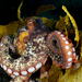 Octopus djinda - Photo (c) Wayne and Pam Osborn,  זכויות יוצרים חלקיות (CC BY-NC), הועלה על ידי Wayne and Pam Osborn