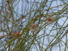 Calligonum polygonoides