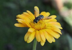 Chrysotoxum festivum
