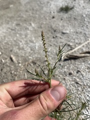 Oligomeris linifolia