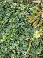 Rhizomnium punctatum
