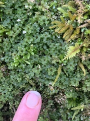 Rhizomnium punctatum
