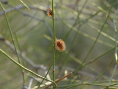 Calligonum polygonoides