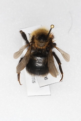 Bombus flavidus