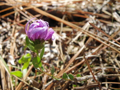 Symphyotrichum pratense