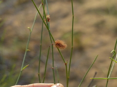Calligonum polygonoides