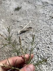 Oligomeris linifolia