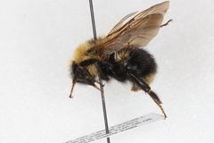 Bombus flavidus