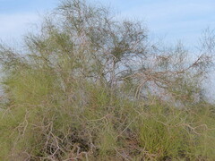 Calligonum polygonoides