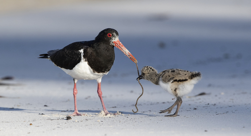 Pied Oystercatcher