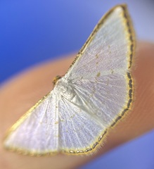 Leuciris