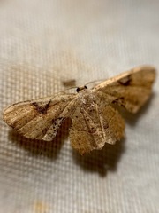 Calledapteryx dryopterata