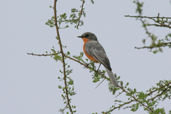 Melaenornis semipartitus