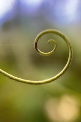 Stenochlaena palustris