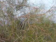 Calligonum polygonoides