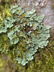 Cladonia digitata