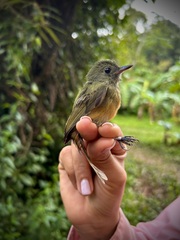 Mionectes oleagineus