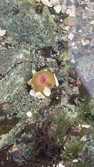 Anthopleura elegantissima