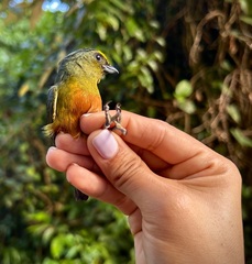 Euphonia gouldi